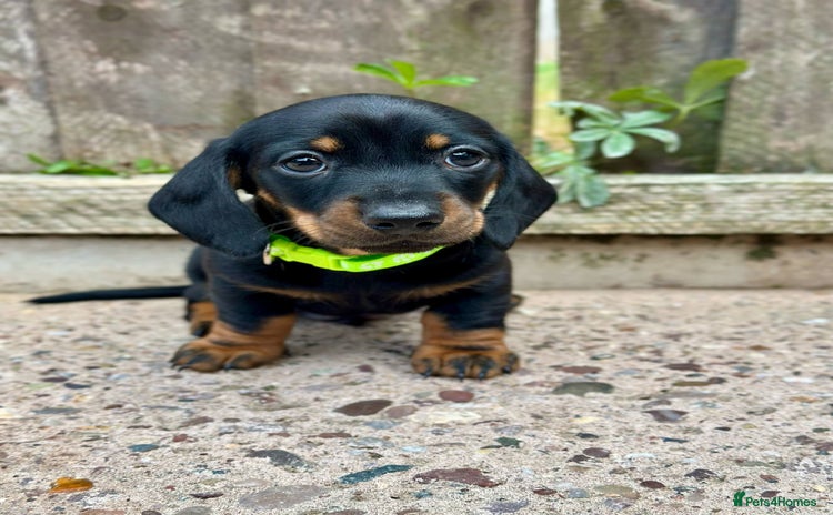 Miniature Dachshund dogs - Advert 2