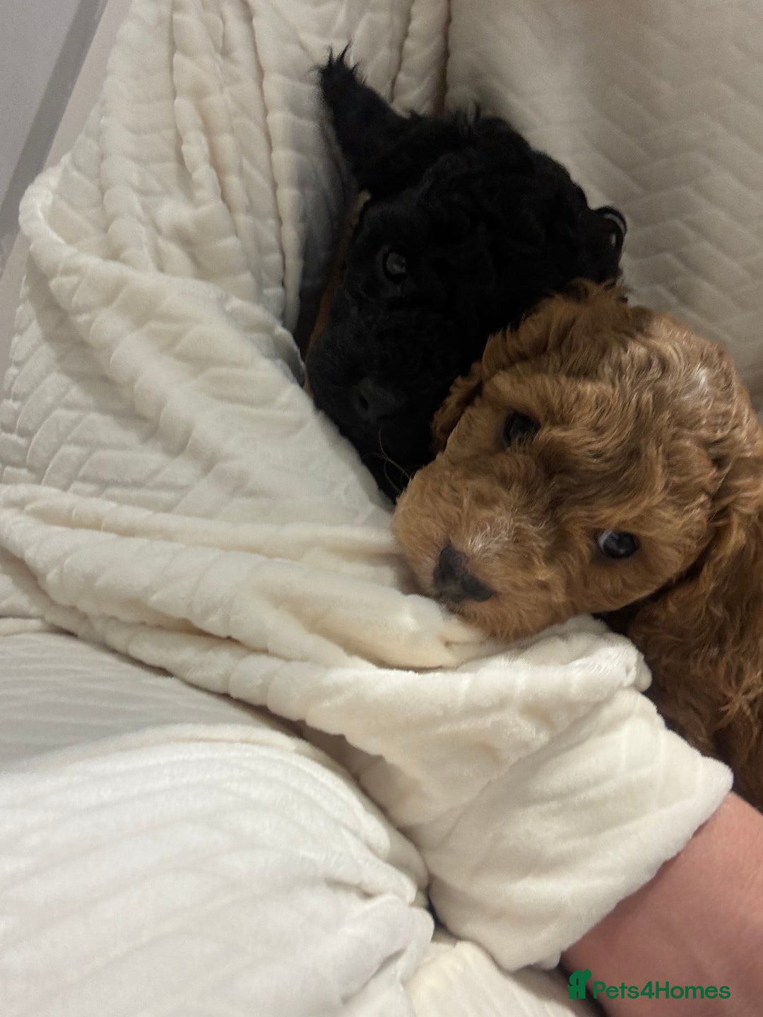 Cockapoo dogs for sale: Stunning cockapoo puppies - Advert 18
