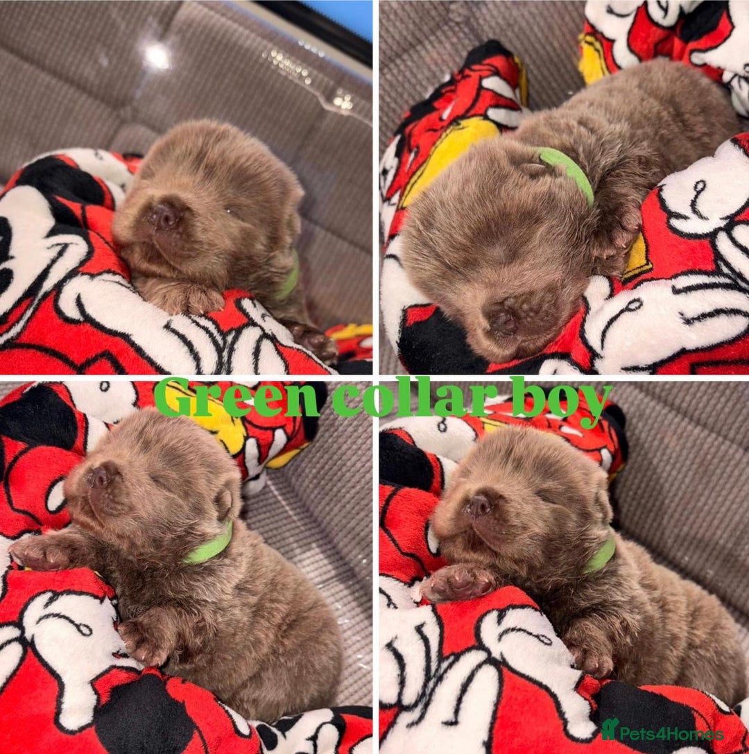 Chow Chow dogs for sale: Merle Full Pedigree Chow Chow Puppies  - Advert 9