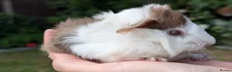 Guinea Pig rodents for sale: Gorgeous Guinea pig pups - Advert 7
