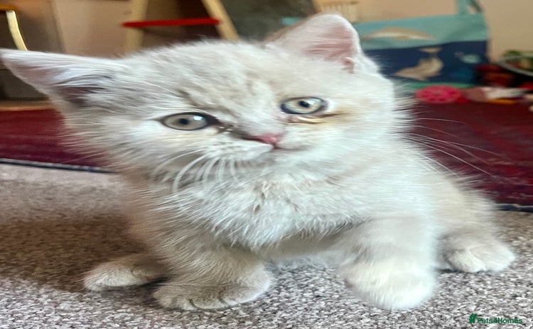 British Shorthair cats - Advert 15