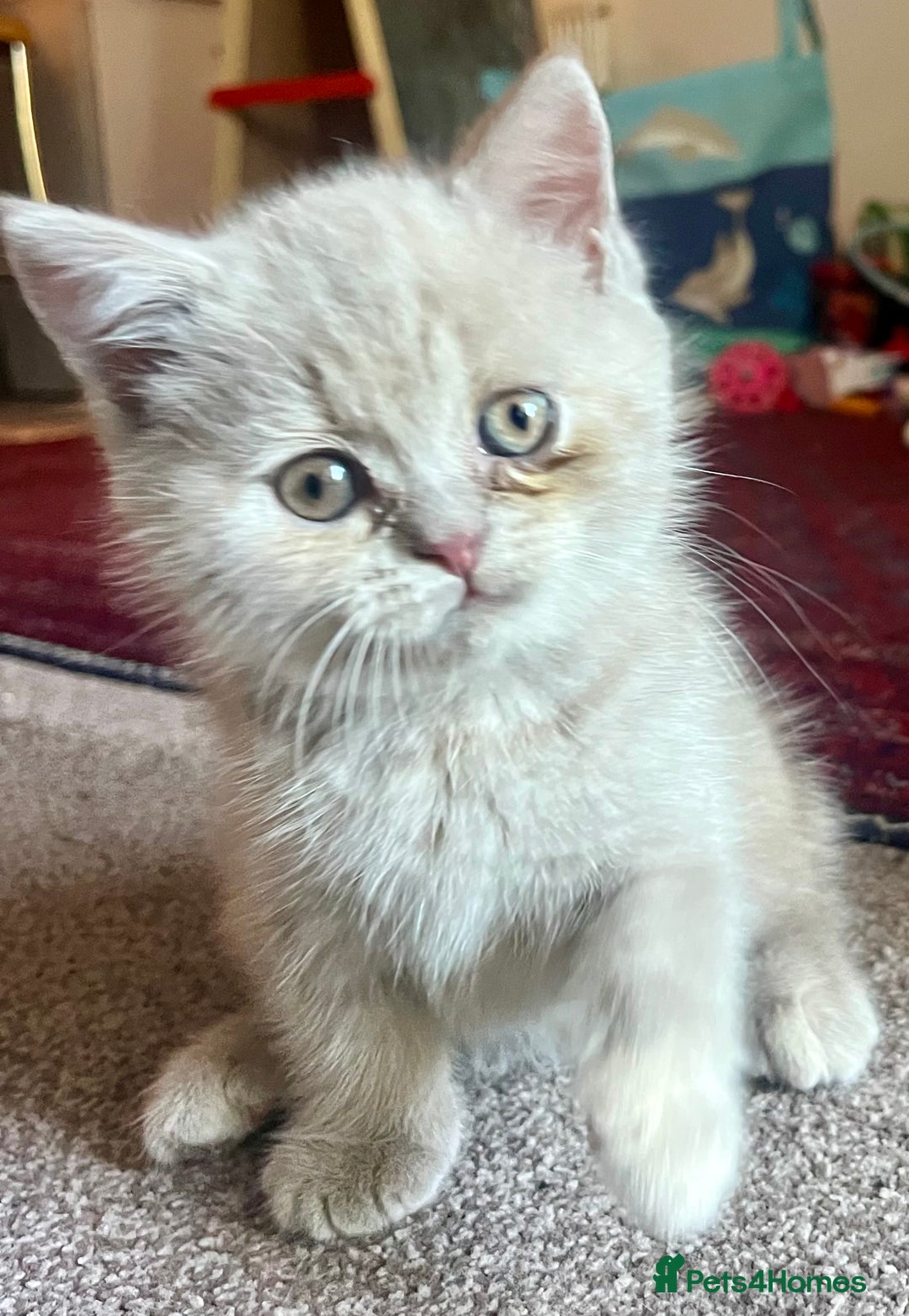 British Shorthair cats for sale: Gorgeous British Shorthair Kittens - Image 3