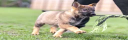 German Shepherd dogs for sale: 1st pick KC dog  - Advert 5