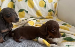 Dachshund dogs for sale: Outstanding dachshund puppies - Image 17