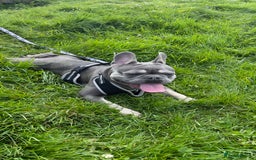 French Bulldog dogs for stud: Dog for stud - Image 6