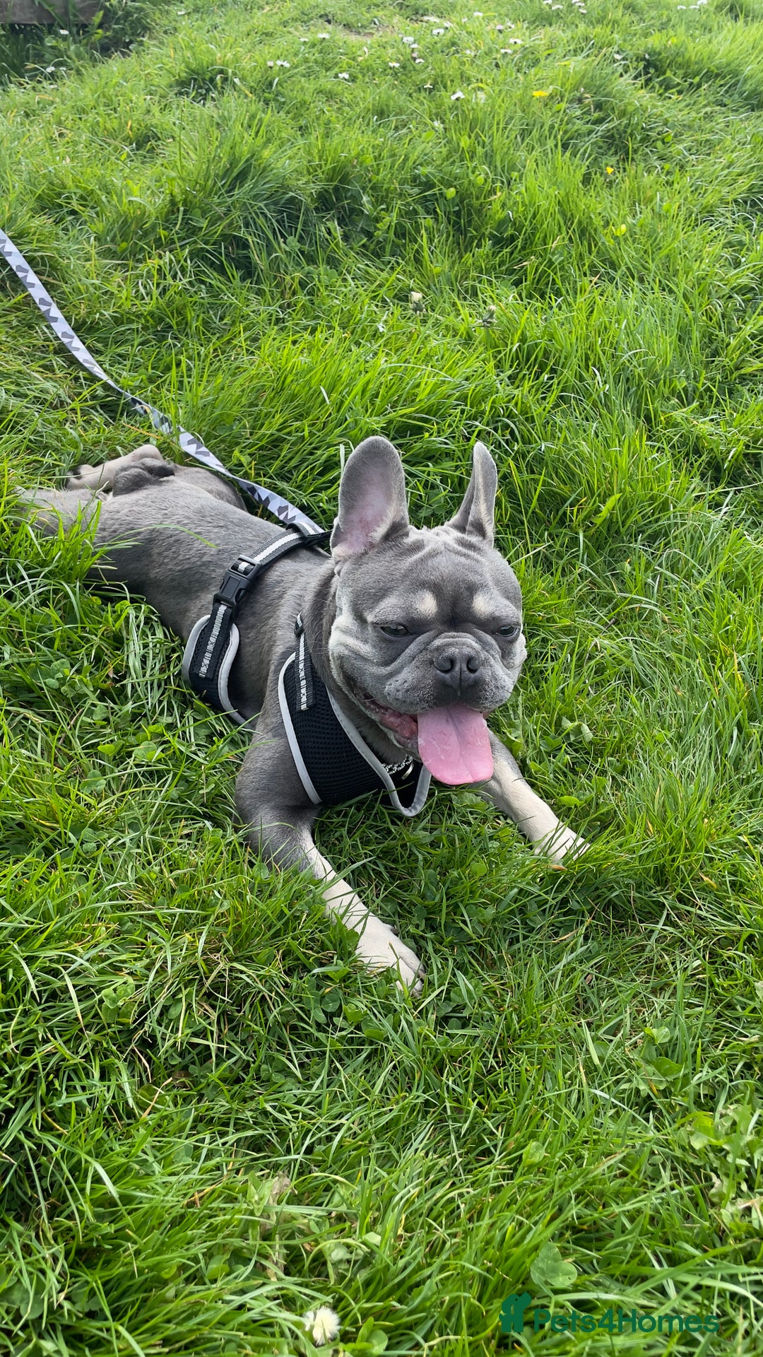 French Bulldog dogs for stud: Dog for stud - Image 6