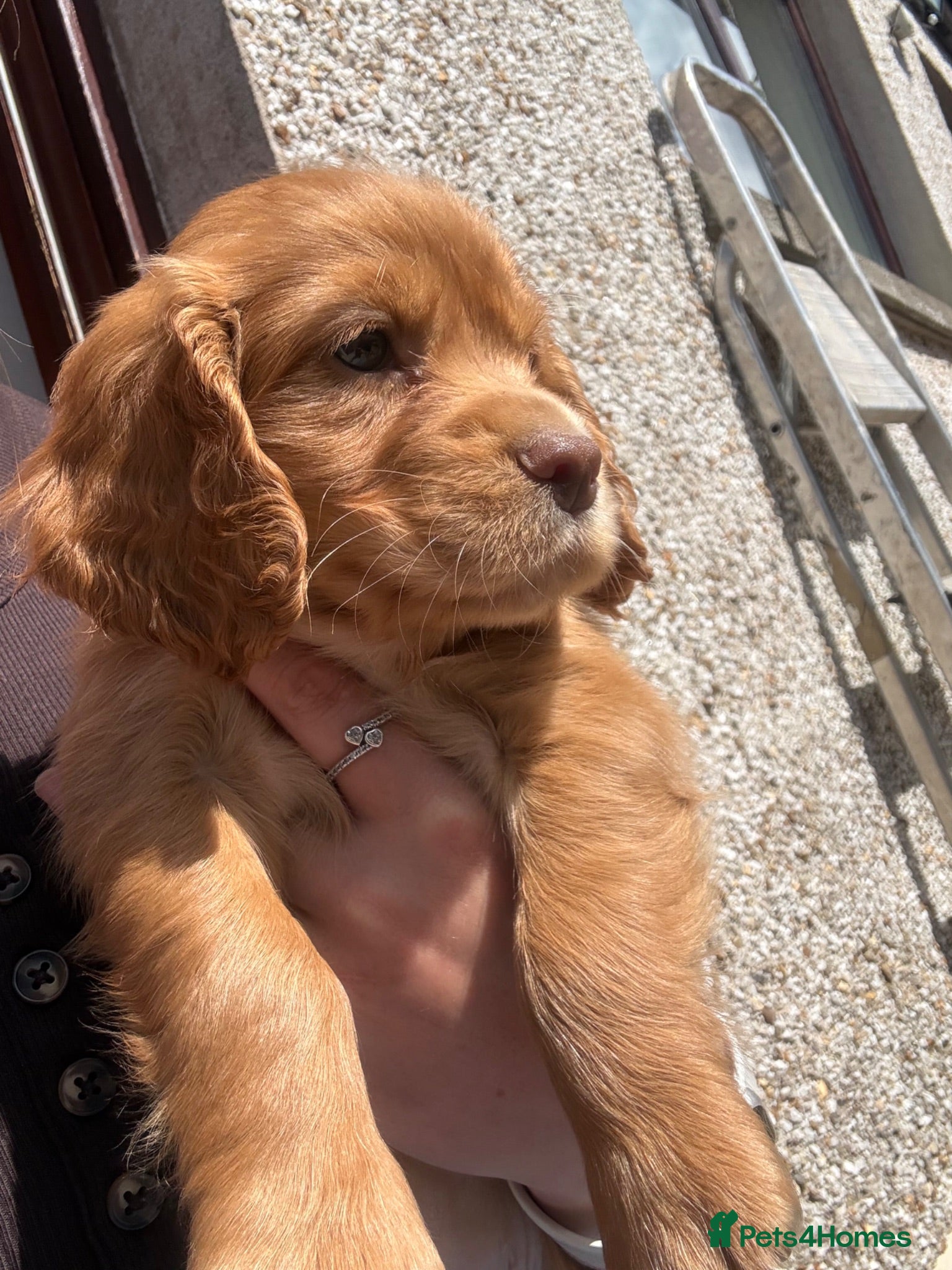 Cocker Spaniel dogs Cocker spaniel puppies - Advert 4