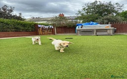 Goldador dogs for sale: Stunning litter of Goldador Puppies  - Image 18