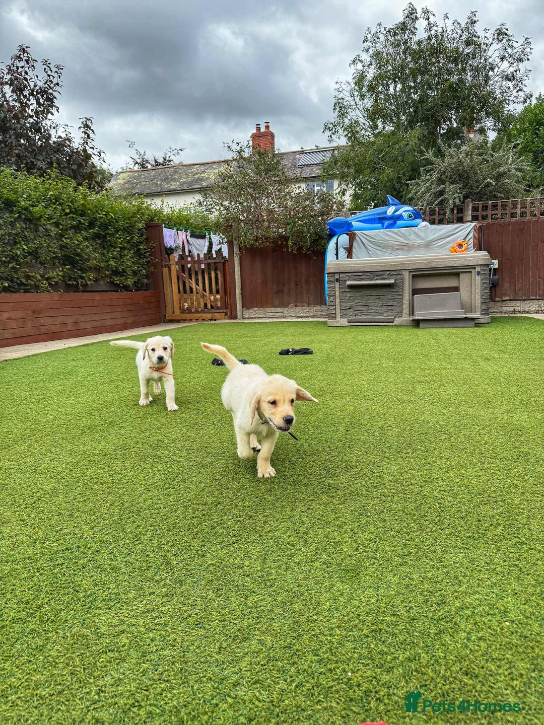 Goldador dogs for sale: Stunning litter of Goldador Puppies  - Image 18