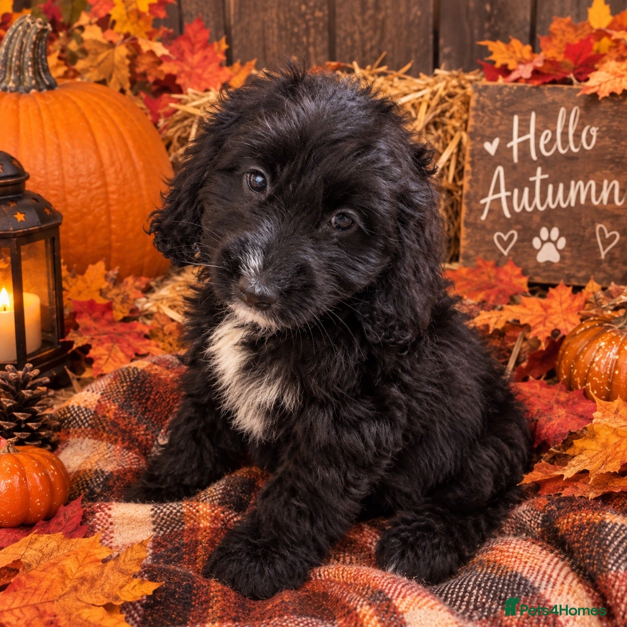 Cockapoo dogs  Beautiful Cockerpoo F1 Puppies Ready Now 🐾  🏡 - Advert 1