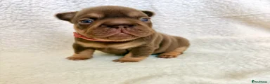 🩷