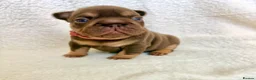 French Bulldog dogs for sale: Beautiful french bulldogs  - Advert 4