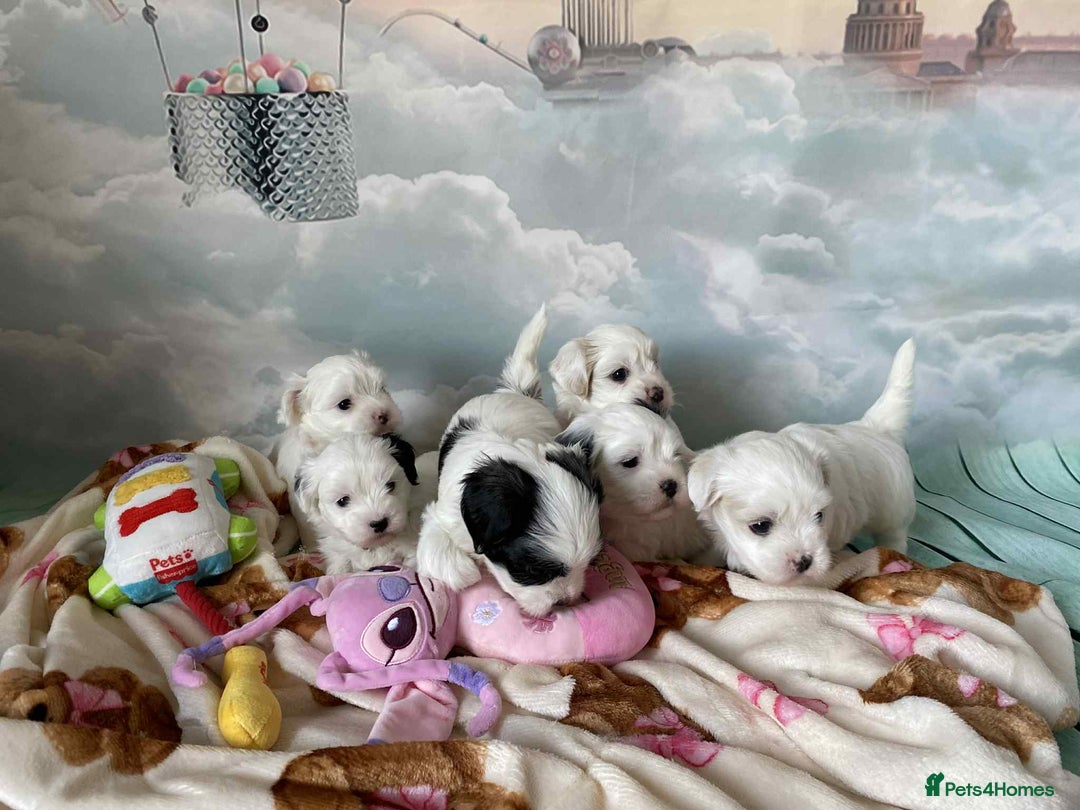 Malshi dogs for sale: Only 4 fantastic Malshi’s left - Image 6