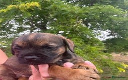 Border Terrier dogs for sale: Fabulous Chucky Boys - Image 14