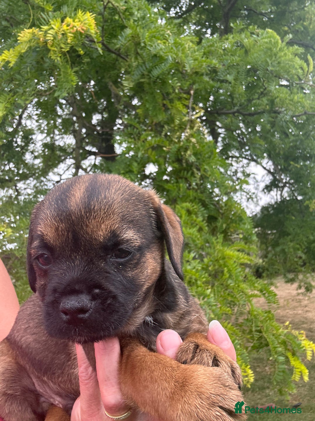 Border Terrier dogs for sale: Fabulous Chucky Boys - Image 14