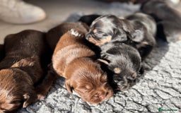 Mixed Breed dogs for sale: French Bulldog x Springer Spaniel pups ready 15Oct - Image 6