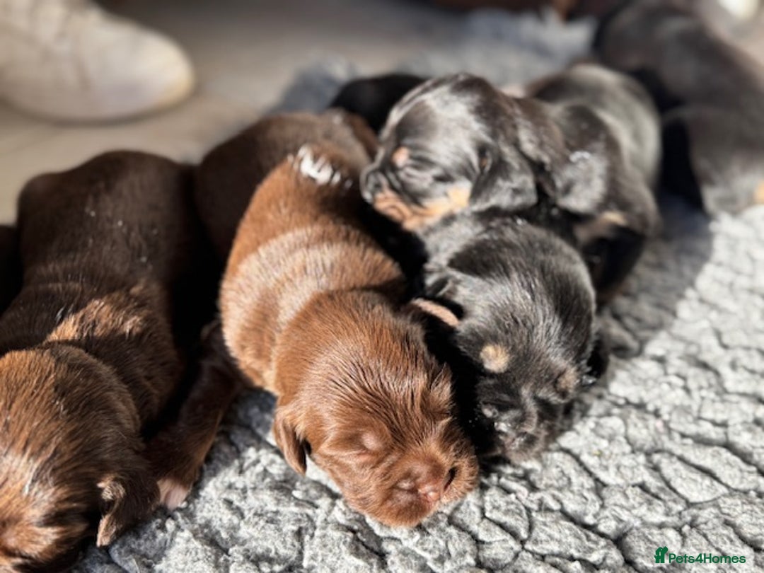 Mixed Breed dogs for sale: French Bulldog x Springer Spaniel pups ready 15Oct - Image 6