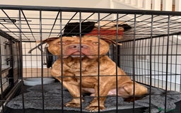 American Bull Staffy dogs for stud: Nelson - Advert 5