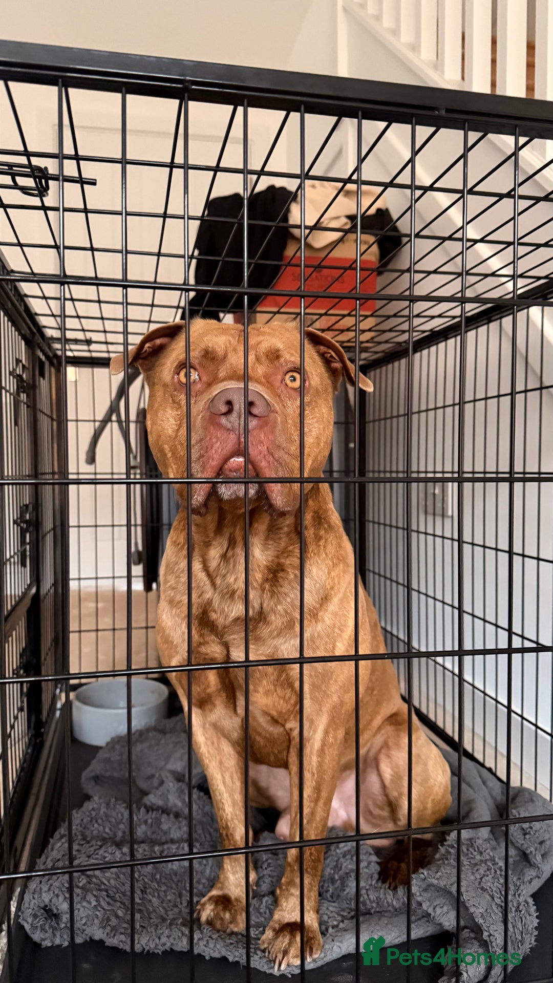 American Bull Staffy dogs for stud: Nelson - Advert 5