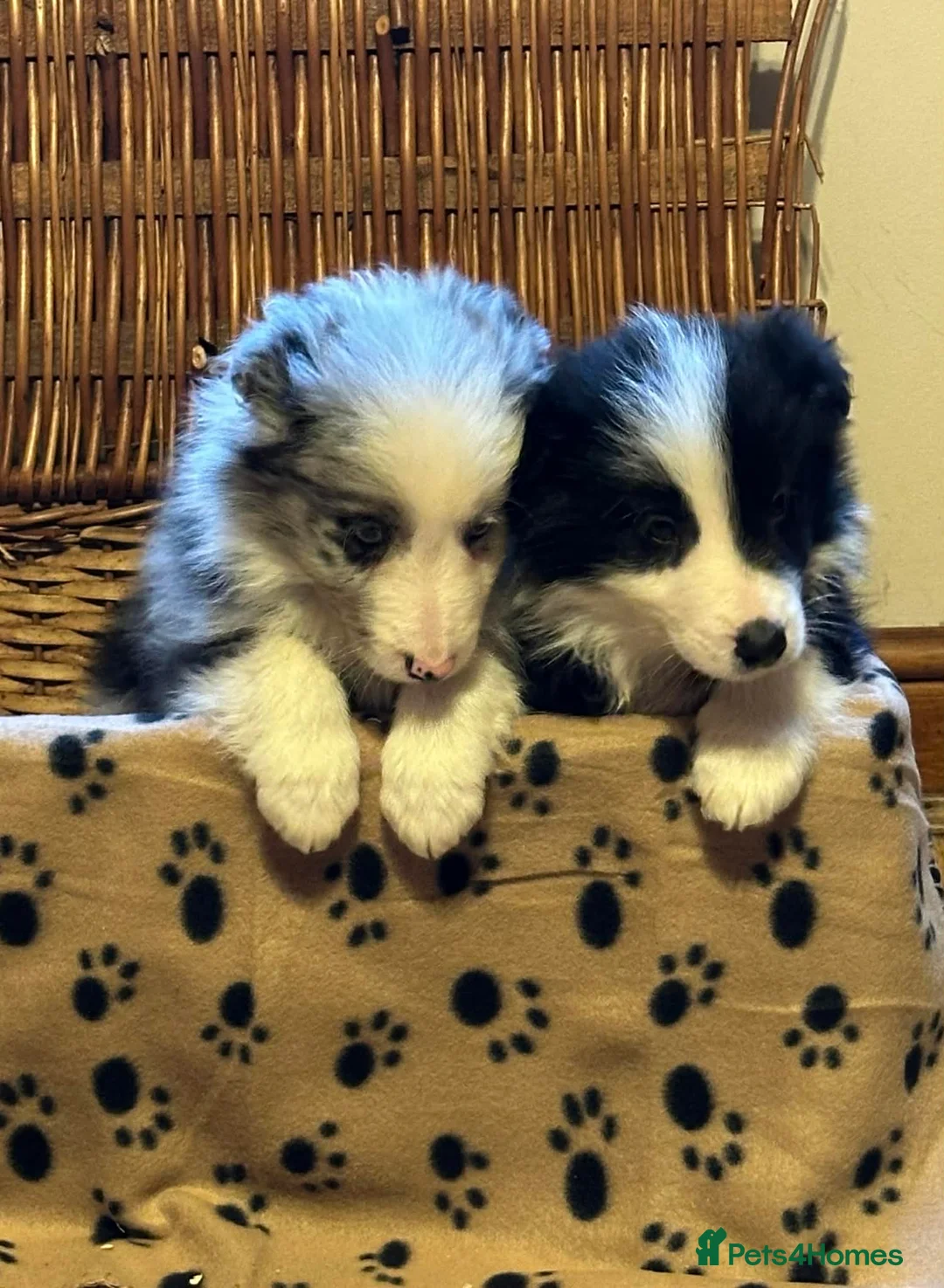 Border Collie dogs for sale: Stunning border collie puppies  - Advert 5