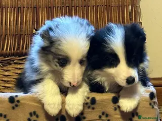 Border Collie dogs Stunning border collie puppies - Advert 3