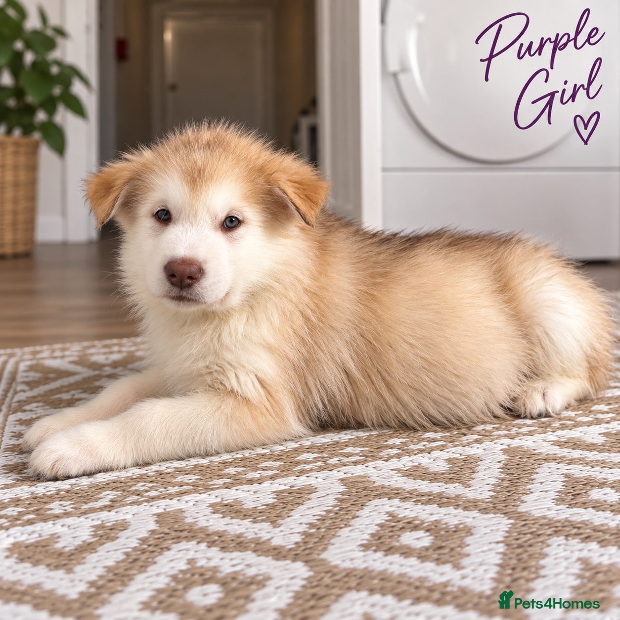 Alaskan Malamute dogs Exceptional pedigree malamute puppies - Advert 2