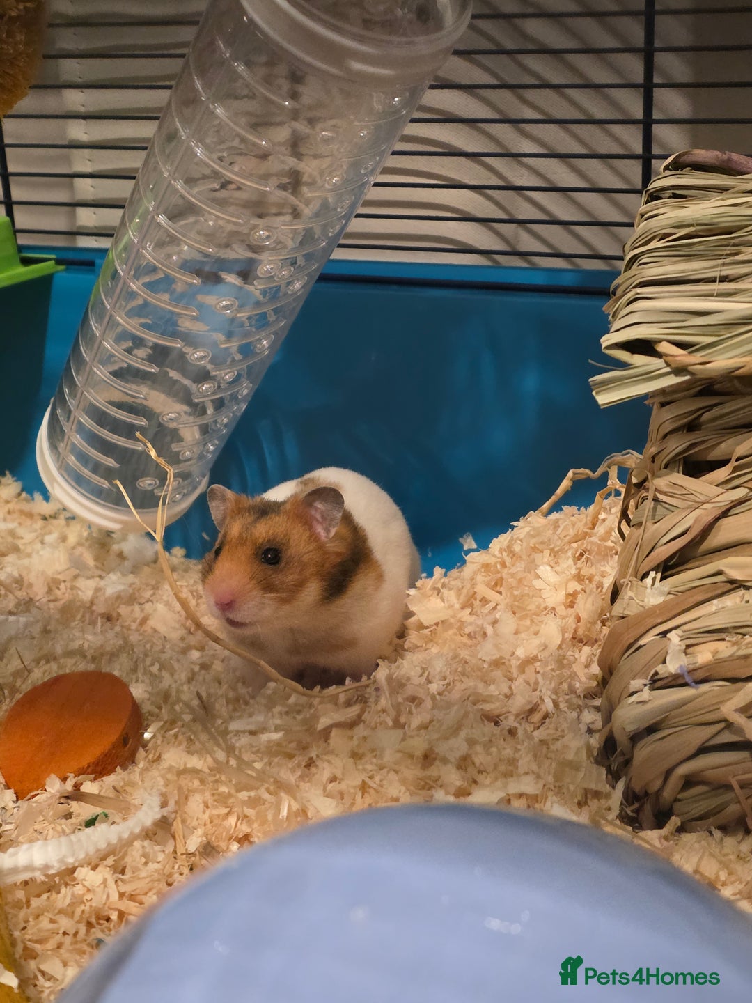 Hamster rodents for sale: Female Syrian Hamster - Advert 8