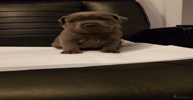 Staffordshire Bull Terrier dogs - Advert 1