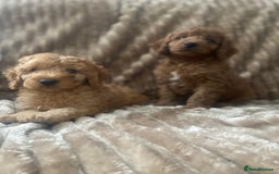 Cockapoo dogs for sale: F1b toy cockapoo  - Image 9