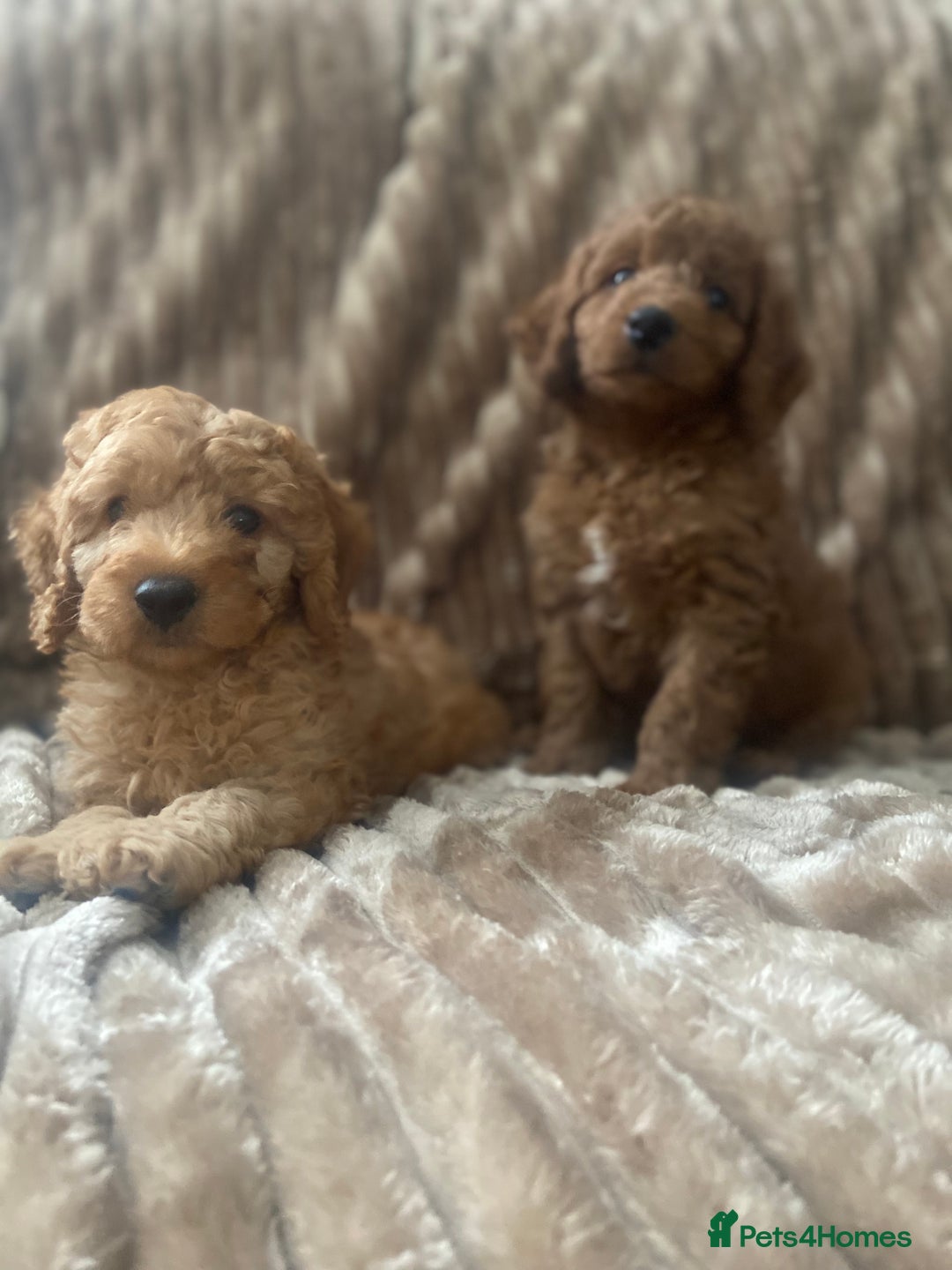Cockapoo dogs for sale: F1b toy cockapoo  - Image 9
