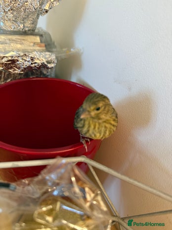 Canaries birds - Advert 9