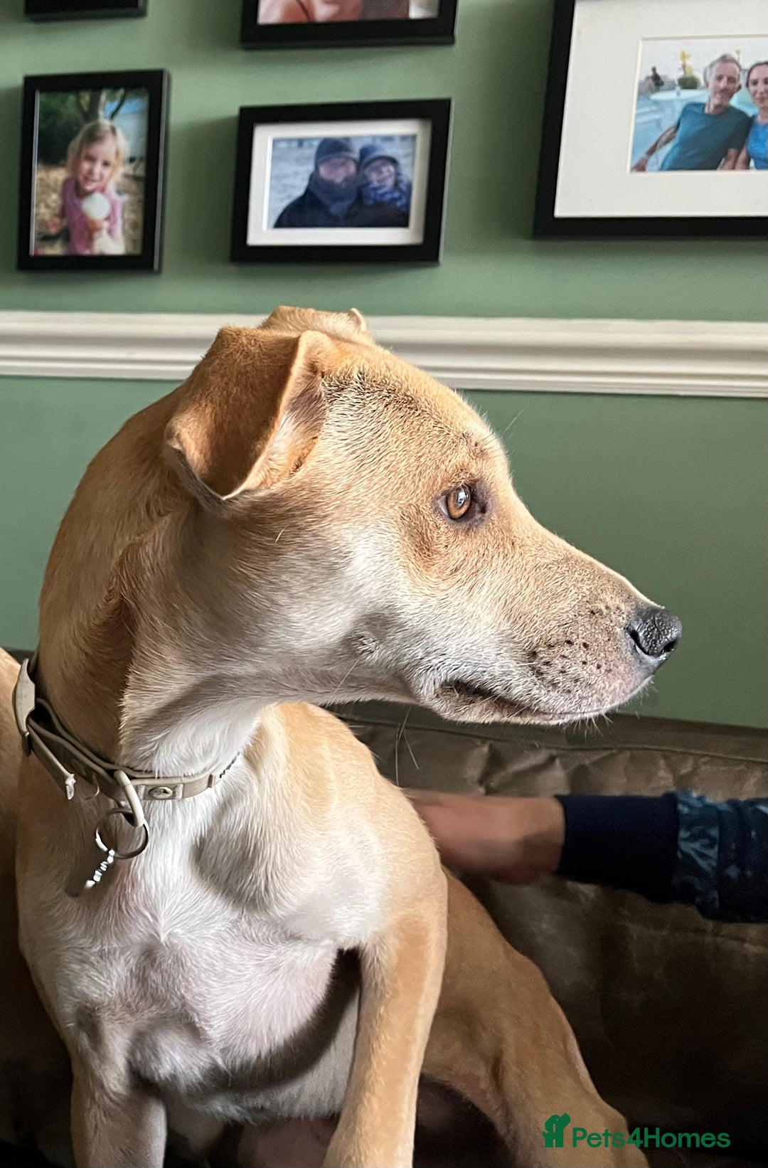 Mixed Breed dogs for sale: Lovely Lab\Podengo mix - Image 4