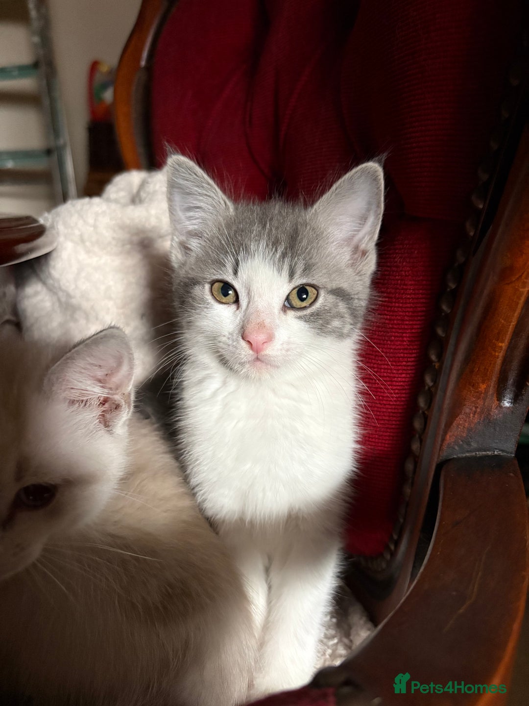 Persian cats for sale: 4 Mixed Persian Kittens - Image 7