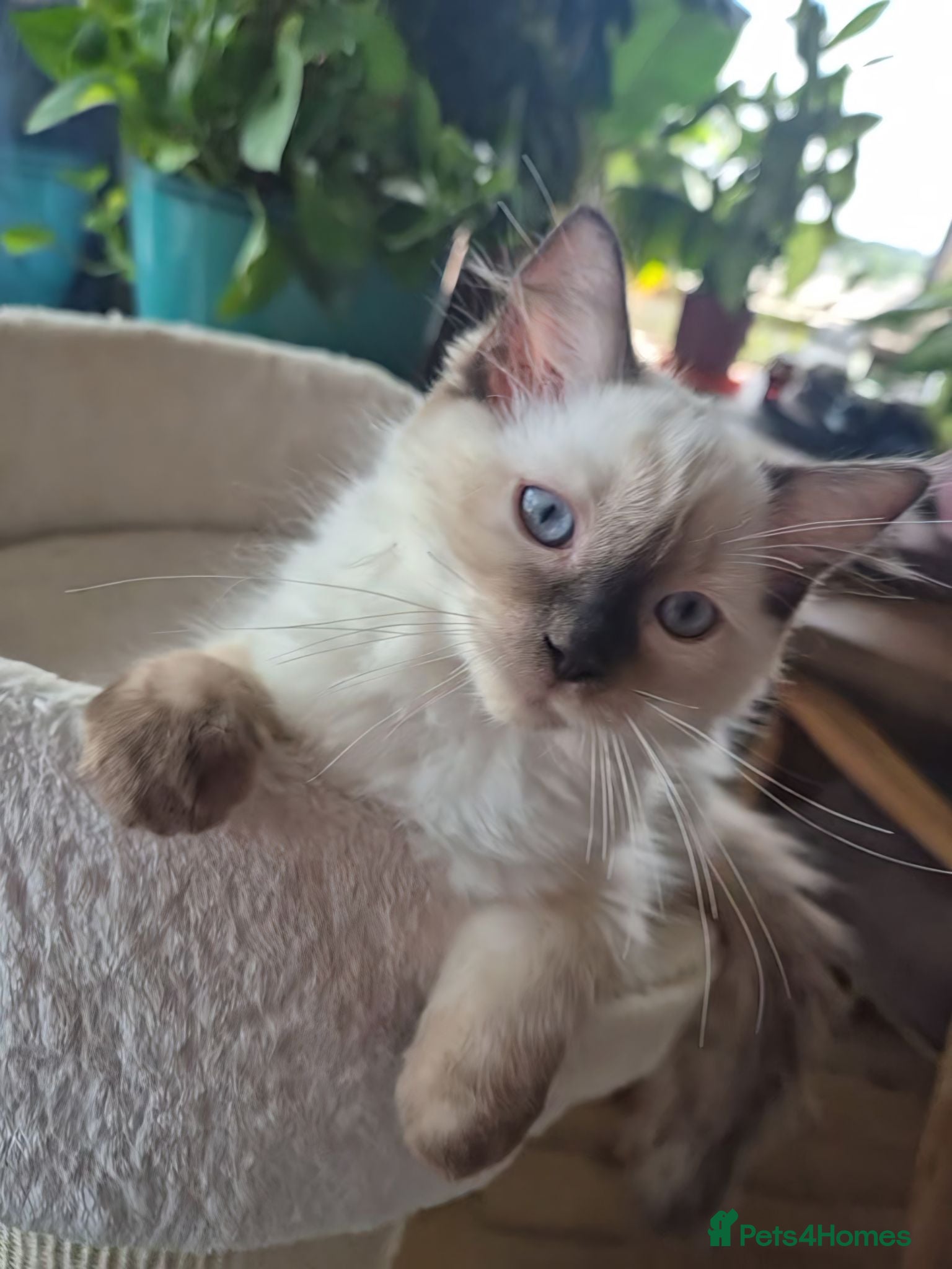 Ragdoll cats 2 Beautiful kittens left GCCF&TICA certified 💕 - Advert 2