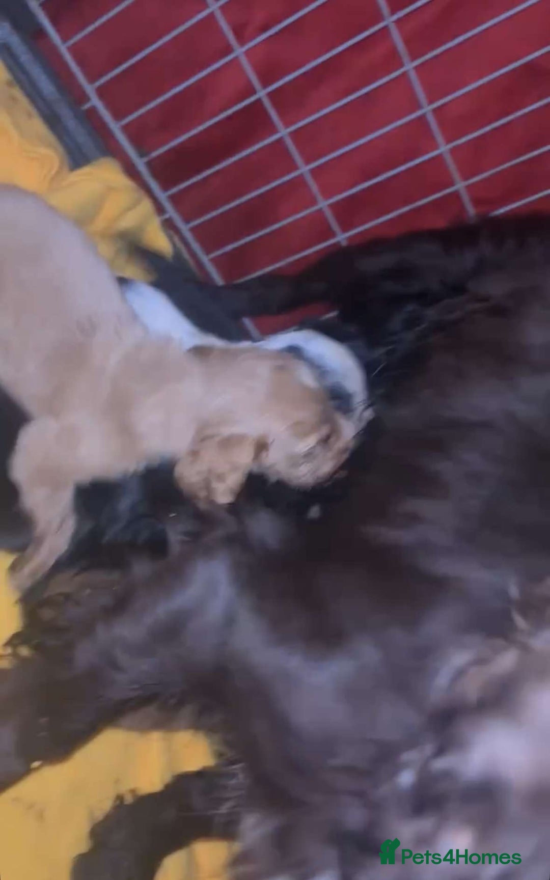 Cocker Spaniel dogs for sale: 5 lovely cocker spaniels  - Advert 15