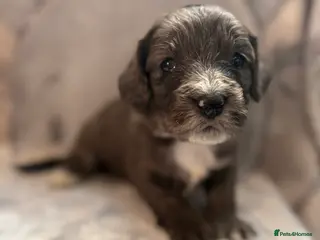 Cockapoo dogs Beautiful cockapoo F1 puppies - Advert 17