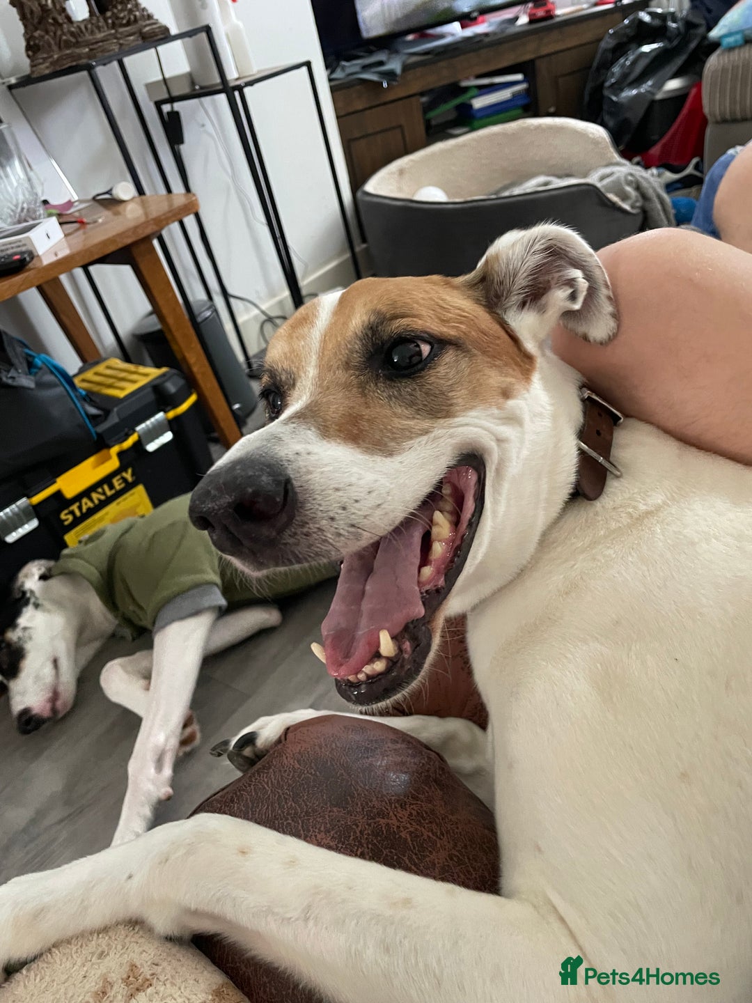 Mixed Breed dogs for sale: Brogan the Lurcher  - Image 6
