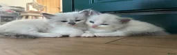 Ragdoll cats for sale: Pure Ragdoll Kittens - Advert 16