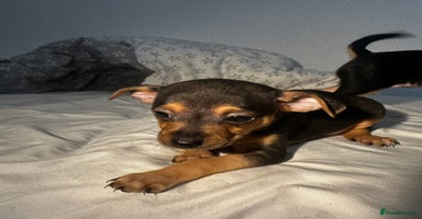 Mixed Breed dogs - Advert 7
