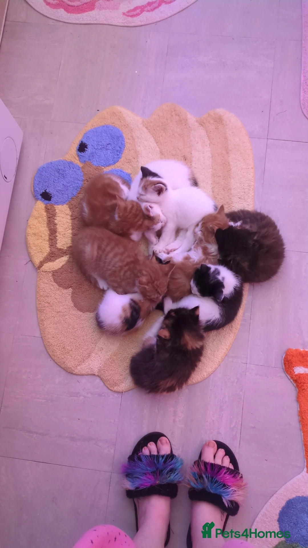 Mixed Breed cats for sale: 7 playful kittens.  - Advert 17