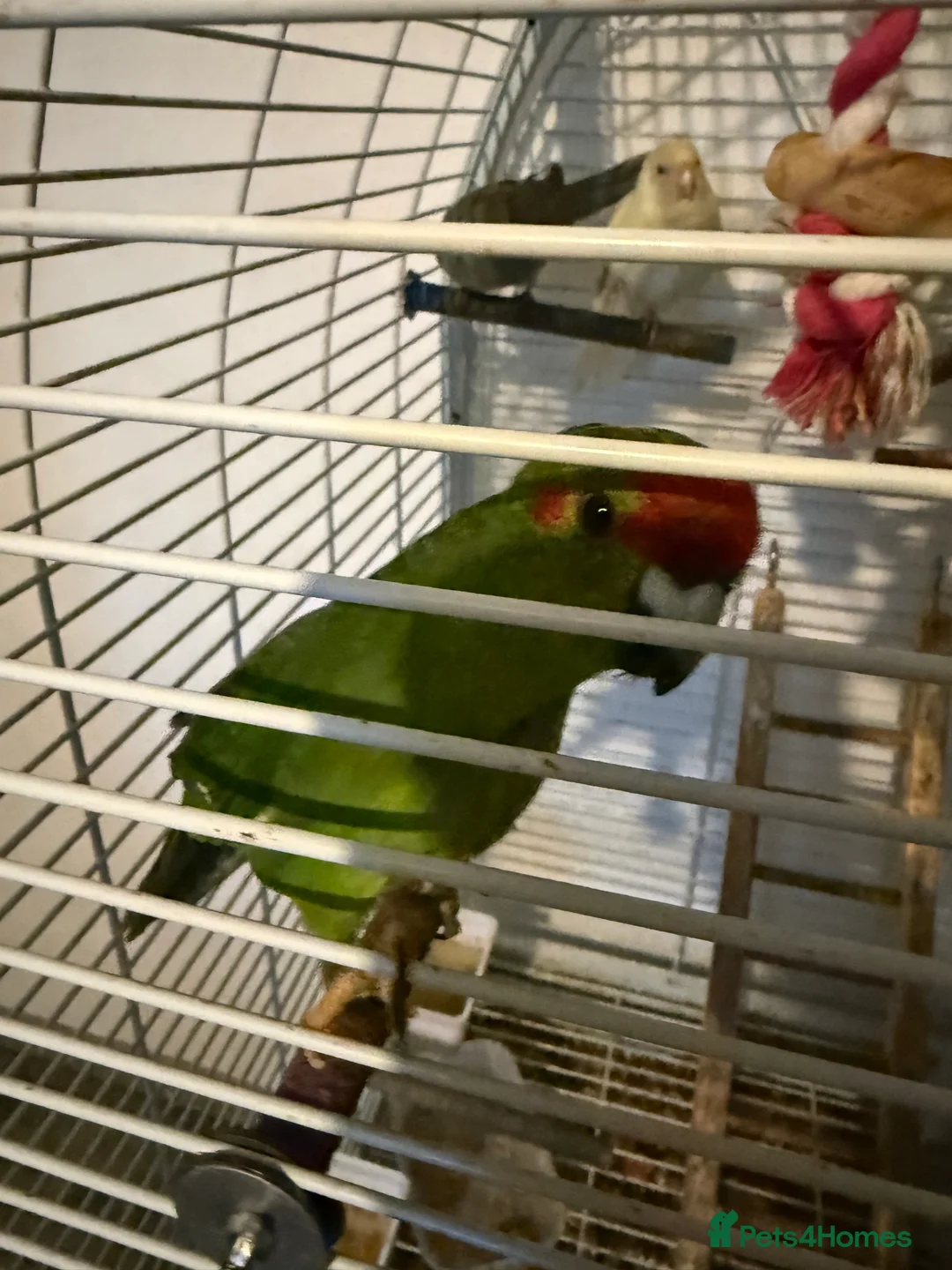 Parakeets birds for sale: Kakarikis  in Grantham - Advert 7