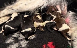 English Springer Spaniel dogs for sale: Heavily Marked Litter, KC, Health Checked Parents. - Image 3