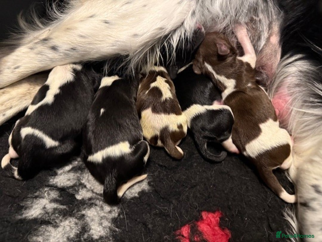 English Springer Spaniel dogs for sale: Heavily Marked Litter, KC, Health Checked Parents. - Image 3