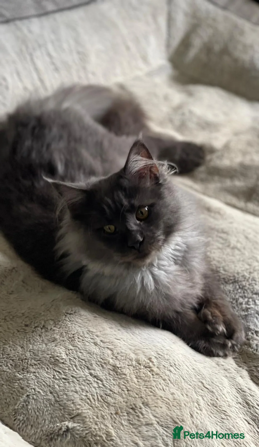 Maine Coon cats for sale: Xl polydactyle Black smoke maine coon - Advert 7