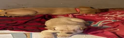 Labrador Retriever dogs for sale: Beautiful Labrador puppies for sale  - Advert 5