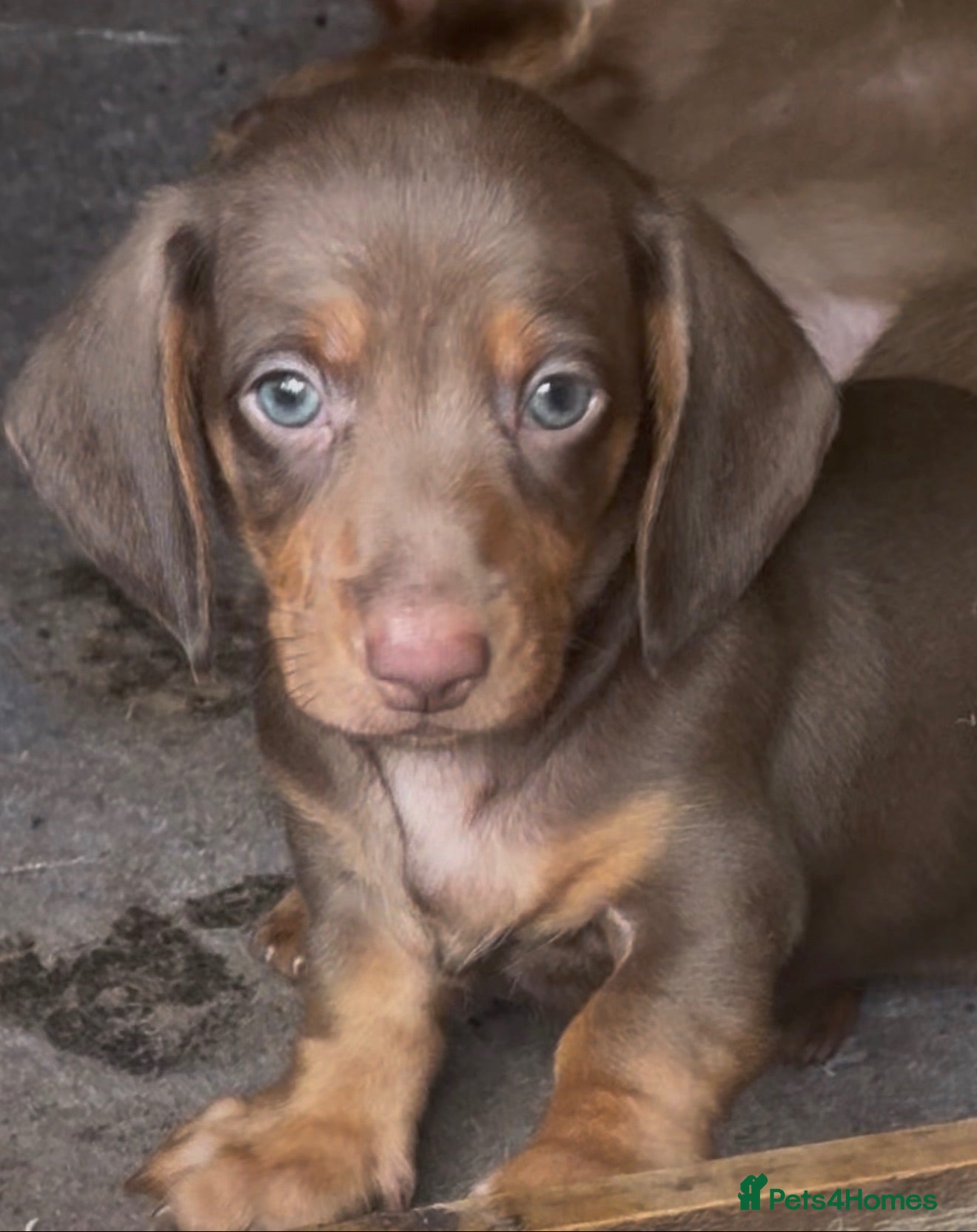 Dachshund dogs Dachshund Puppy’s  - Advert 1