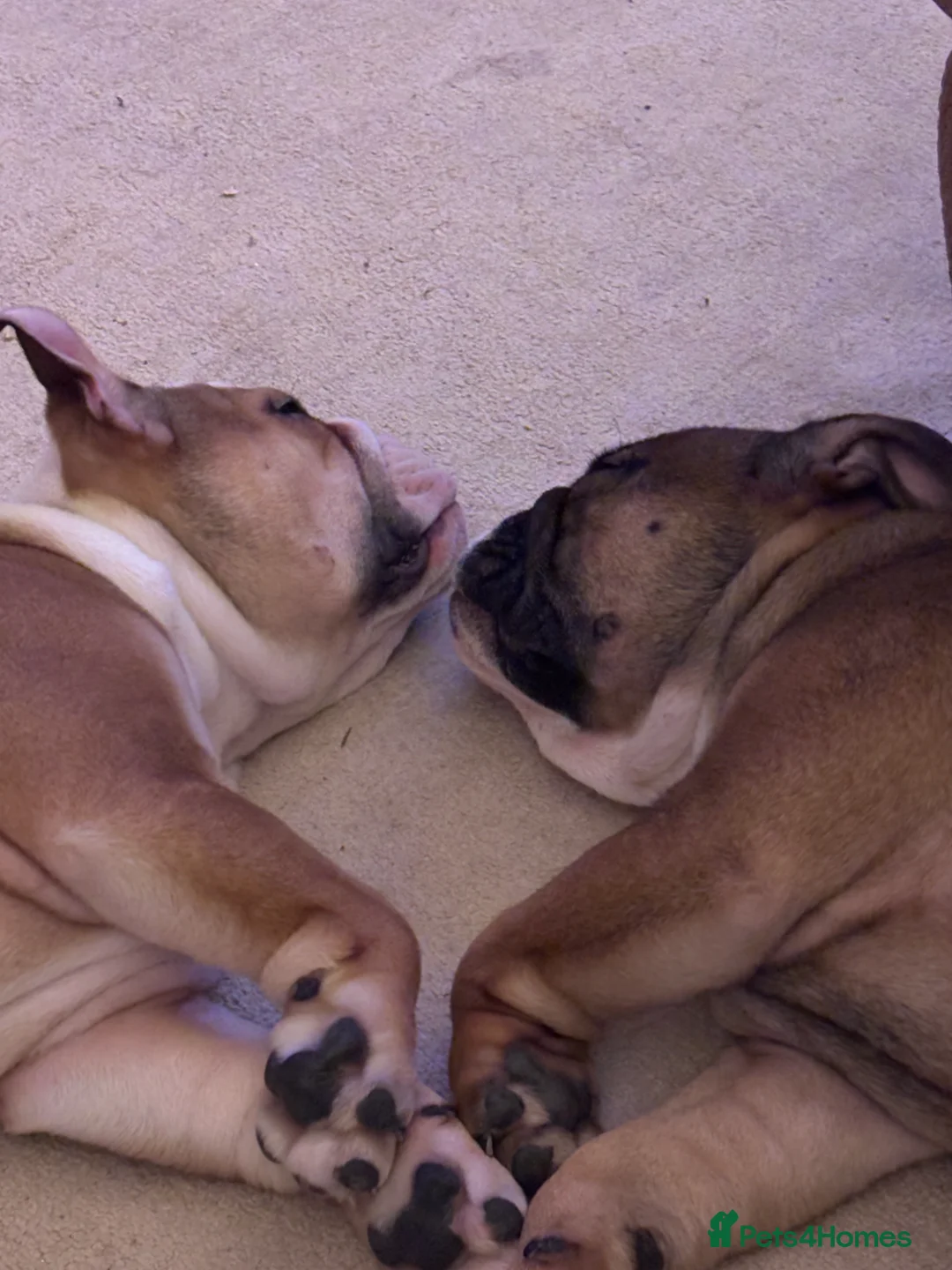 English Bulldog dogs for sale: Little Lyra 6 months old  - Advert 2