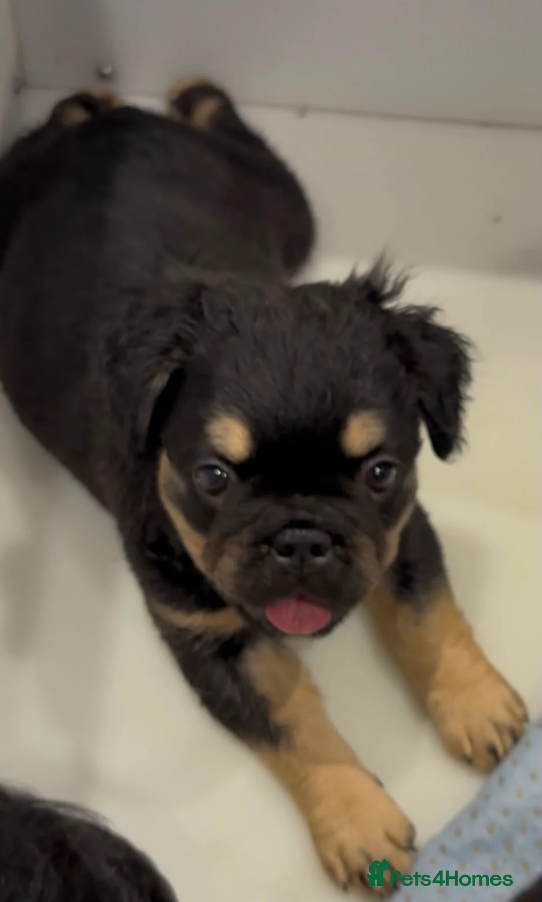 French Bulldog dogs for sale: Fluffy frenchies READY NOW - Advert 7