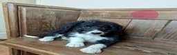 Bordoodle dogs for sale: Standard Bordoodle/Colliepoodle Puppies - Advert 3
