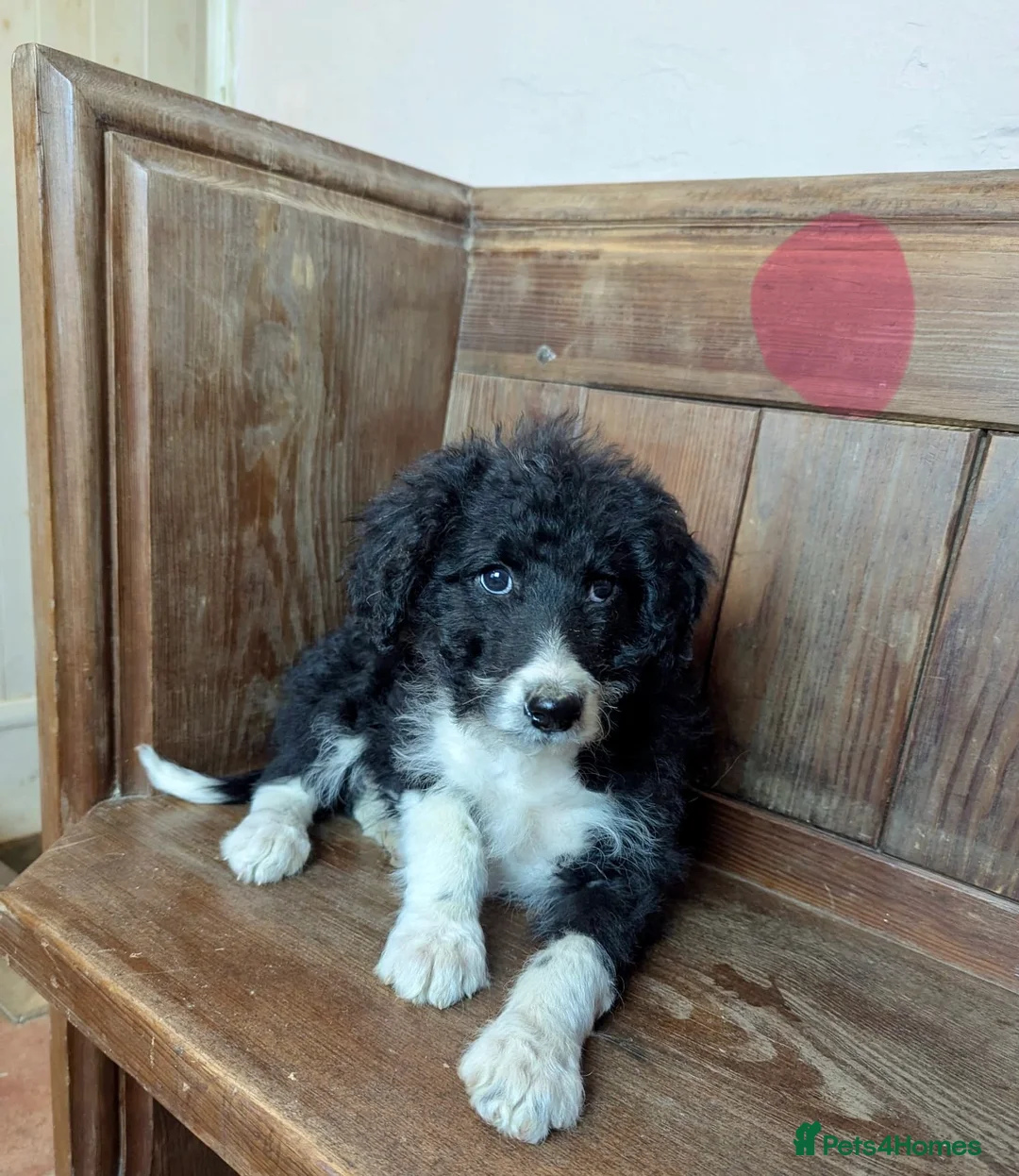 Bordoodle dogs for sale: Standard Bordoodle/Colliepoodle Puppies - Advert 3